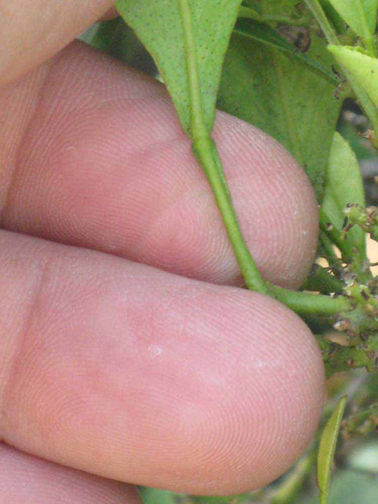               Petiole (Myrtifolia, Riverside, CA)       